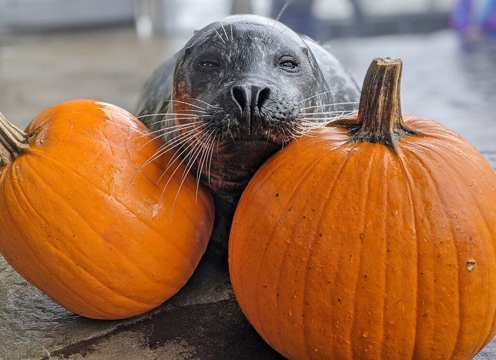 Saying farewell to harbor seal Q Seattle Aquarium