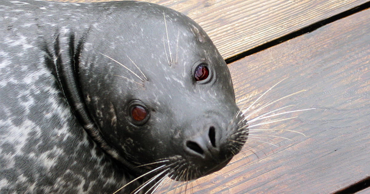 Saying farewell to harbor seal Q