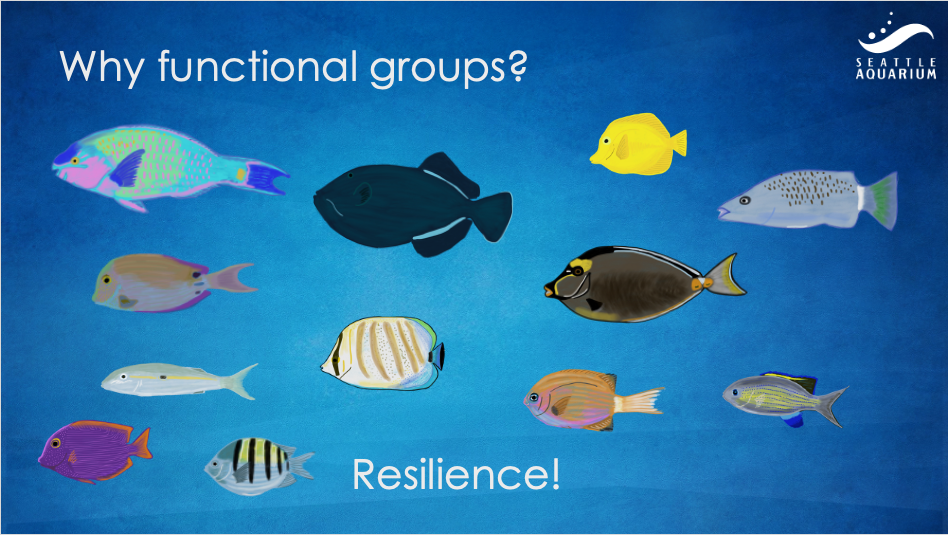 Illustration of multiple fish species found in Hawaii with the text 'why functional groups? Resilience!'