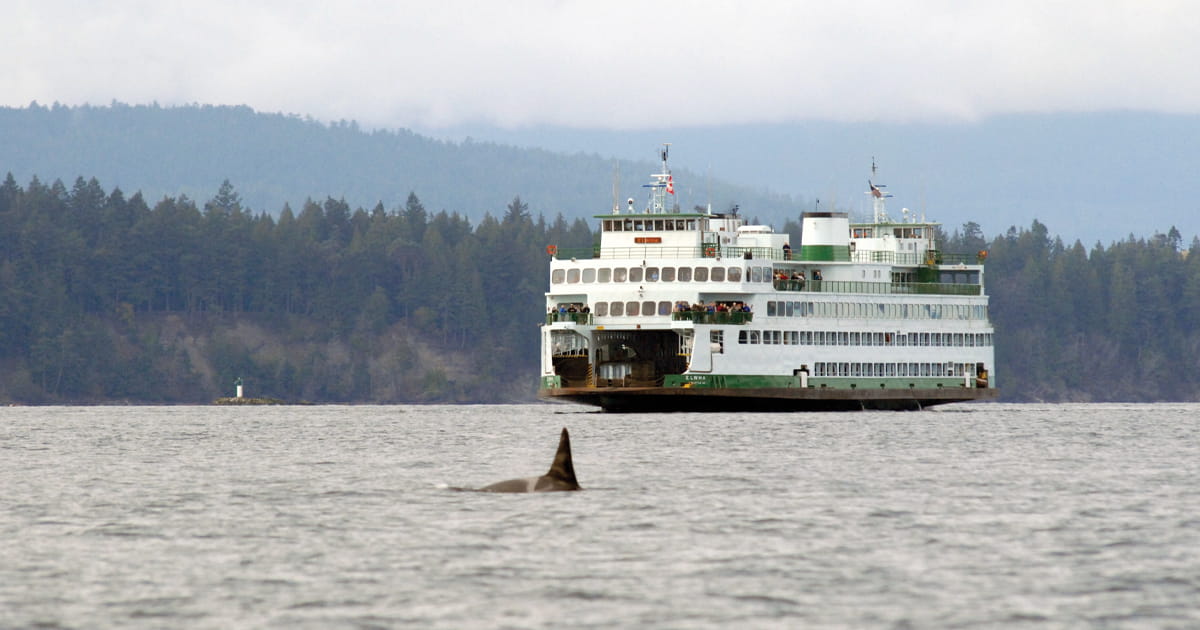 An orca whale's dorsal fin and back breaking the surface of the water. A large Washington State ferry sails behind the orca.