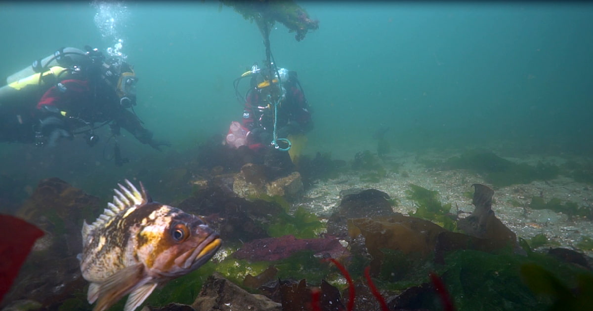 A white, brown, and yellow rockfish swimming in front of two scuba divers along the ocean bottom.