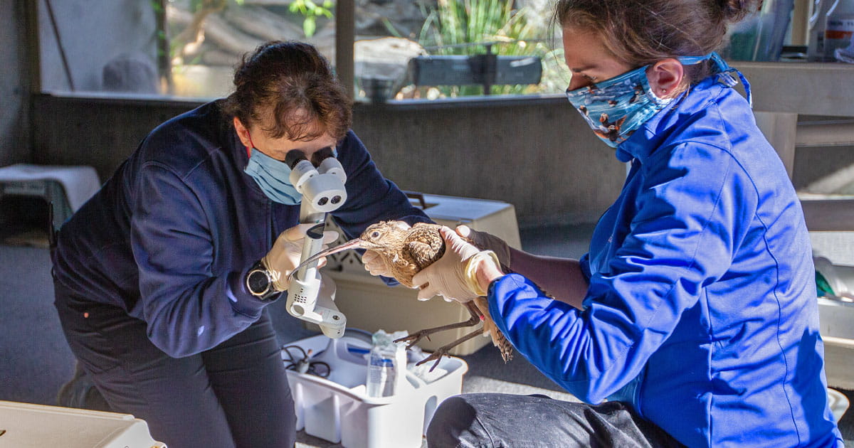 A Seattle Aquarium staff biologist holds a bird in their hands as a staff veterinarian performs an examination on the bird.
