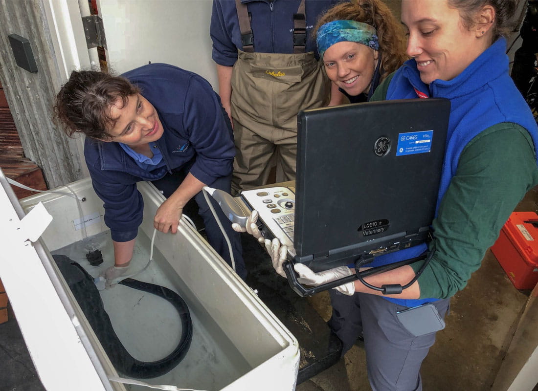 Seattle Aquarium staff stand next to a large tub holding a wolf eel. A veterinarian holds an ultrasound wand against the eel while everyone watches a portable monitor.
