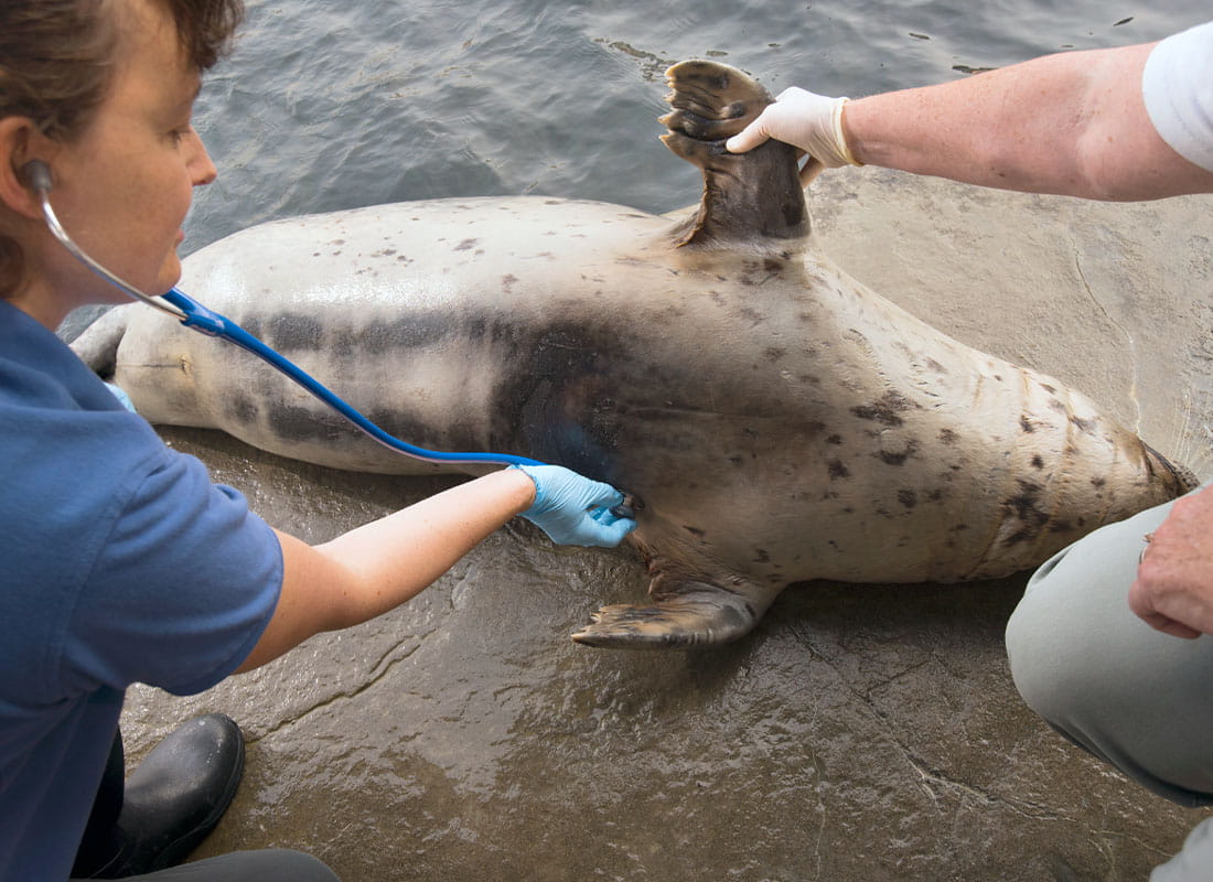 A harbor seal laying on its side on the ground, with one person holding up the seal's right flipper, allowing an Aquarium vet to listen to the seal's chest with a stethoscope.