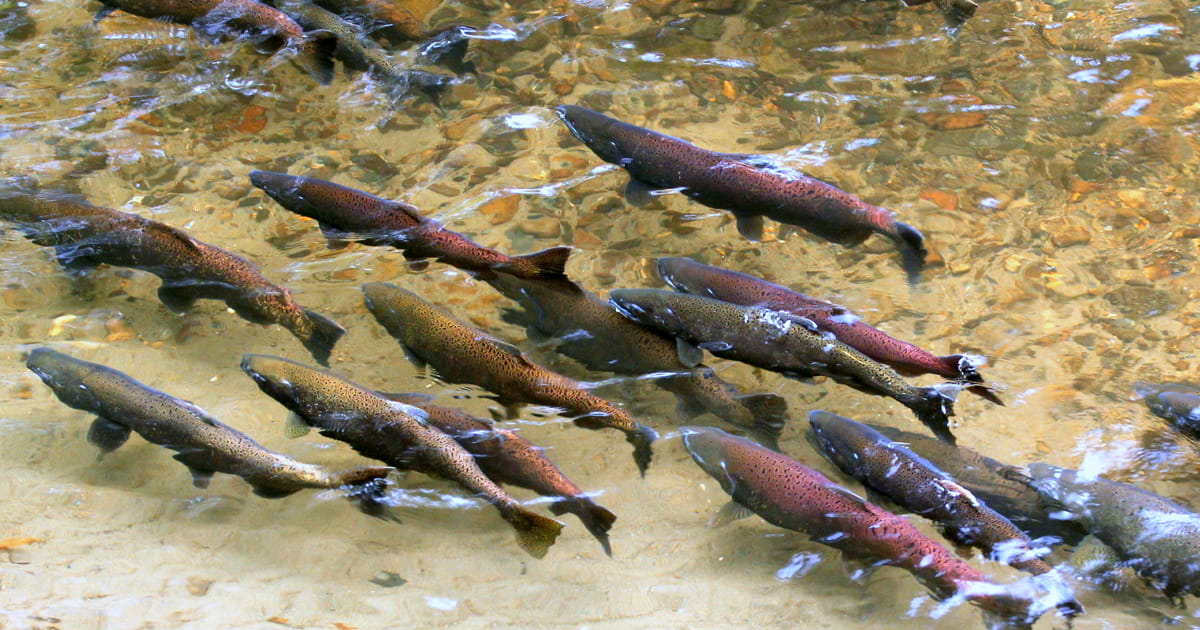 A school of salmon swimming along a shallow riverbed.