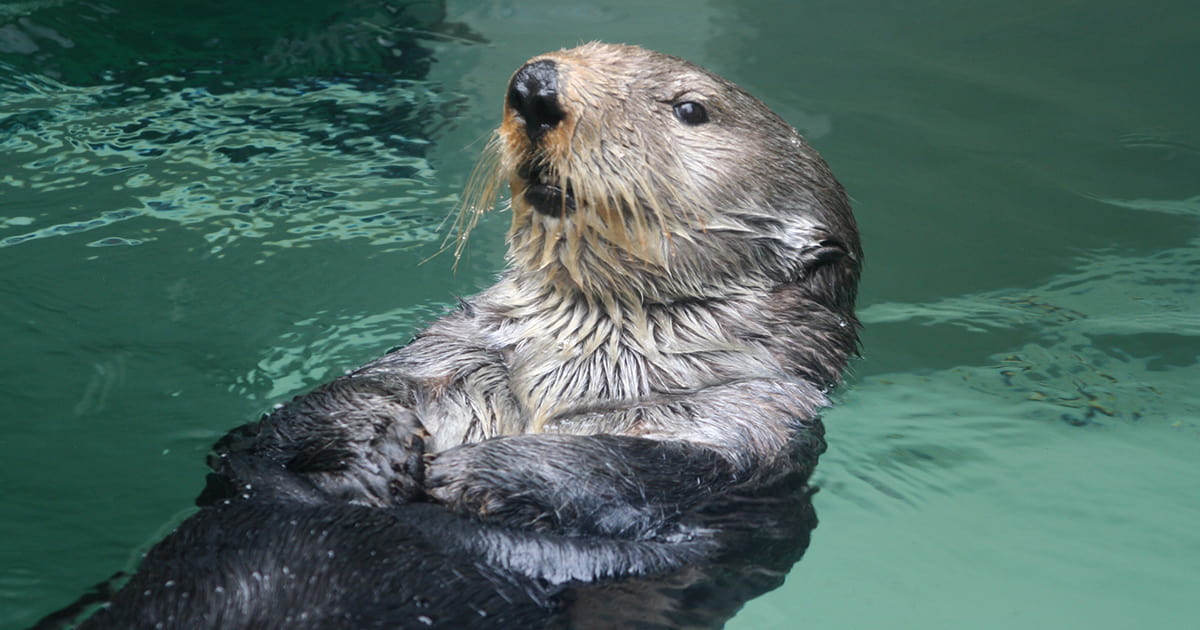 Sea otter Adaa floating on his back in the water.