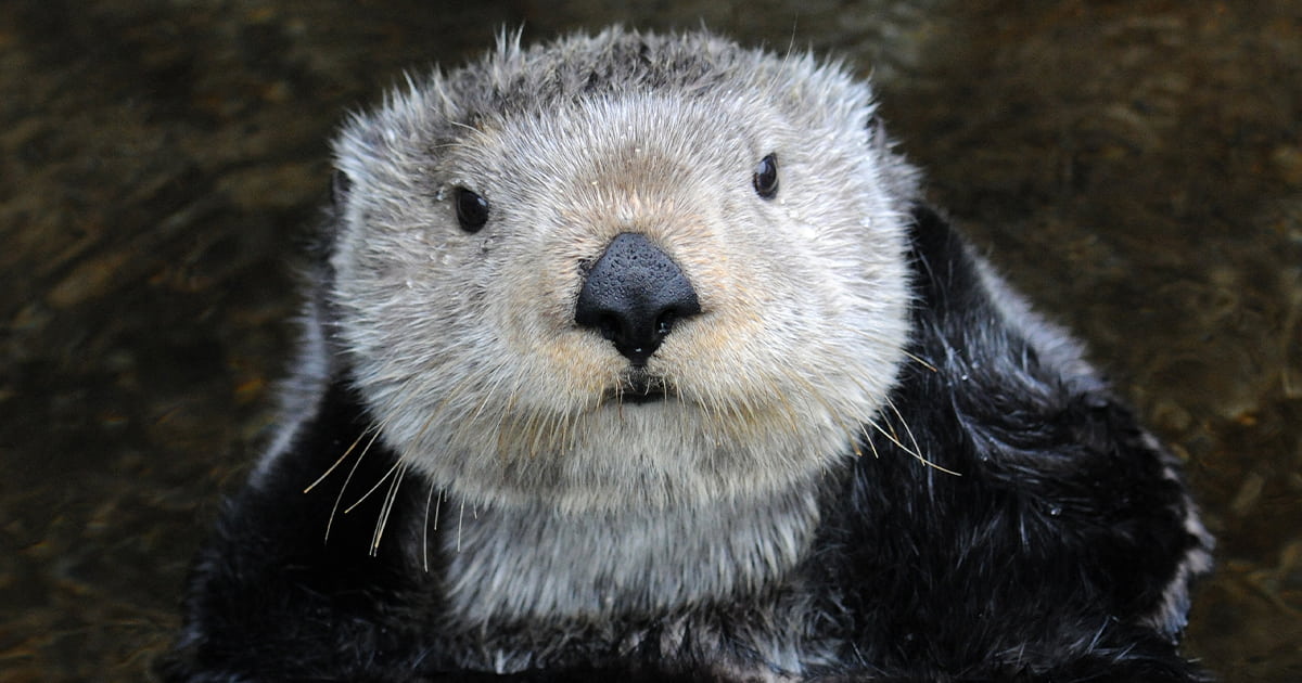 Sea otter Adaa looking towards the camera.
