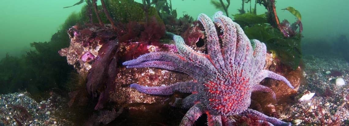 2022 Seattle Aquarium Ocean Conservation Honors: Recognizing greatness in leadership