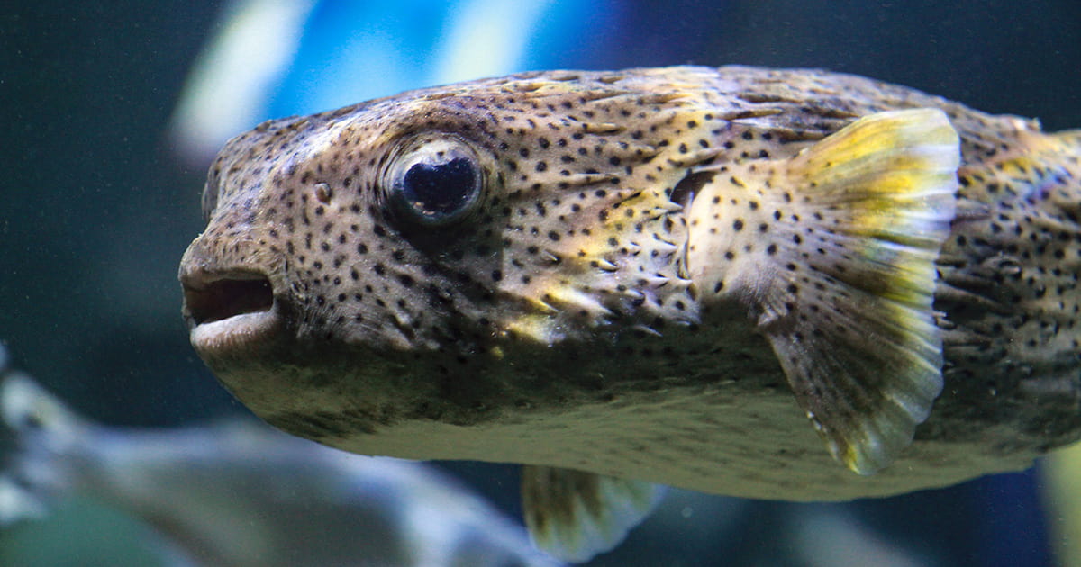 A porcupinefish swimming underwater in a large habitat at the Seattle Aquarium.