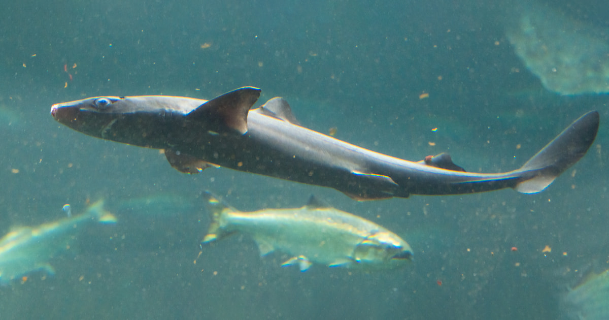 “When they’re hungry, they’ll let you know:” Caring for dogfish