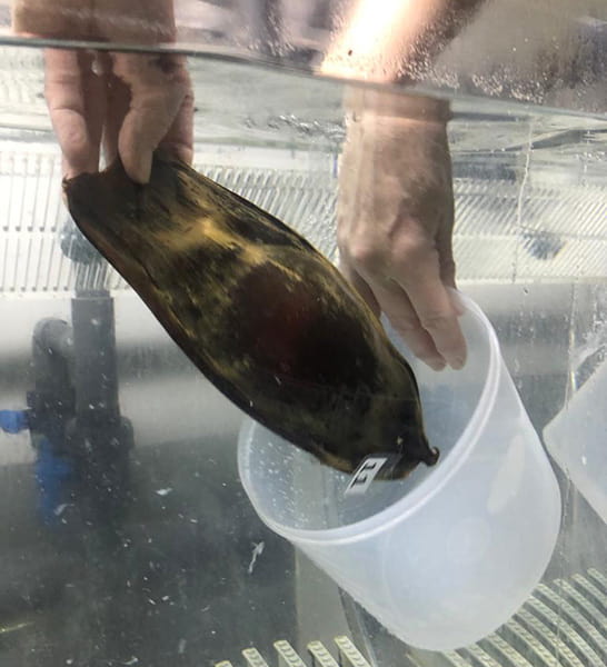 A large shark egg being carefully handled underwater, the egg is labeled with the number 11.
