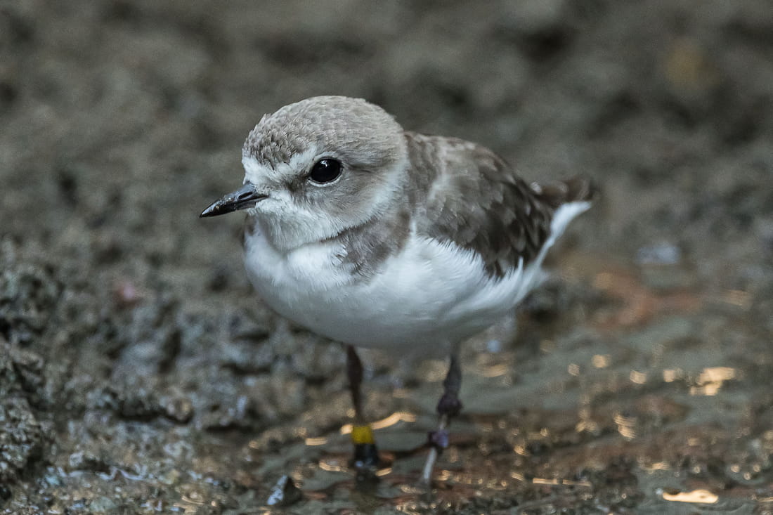 Western snowy plovers: They’re just like us!
