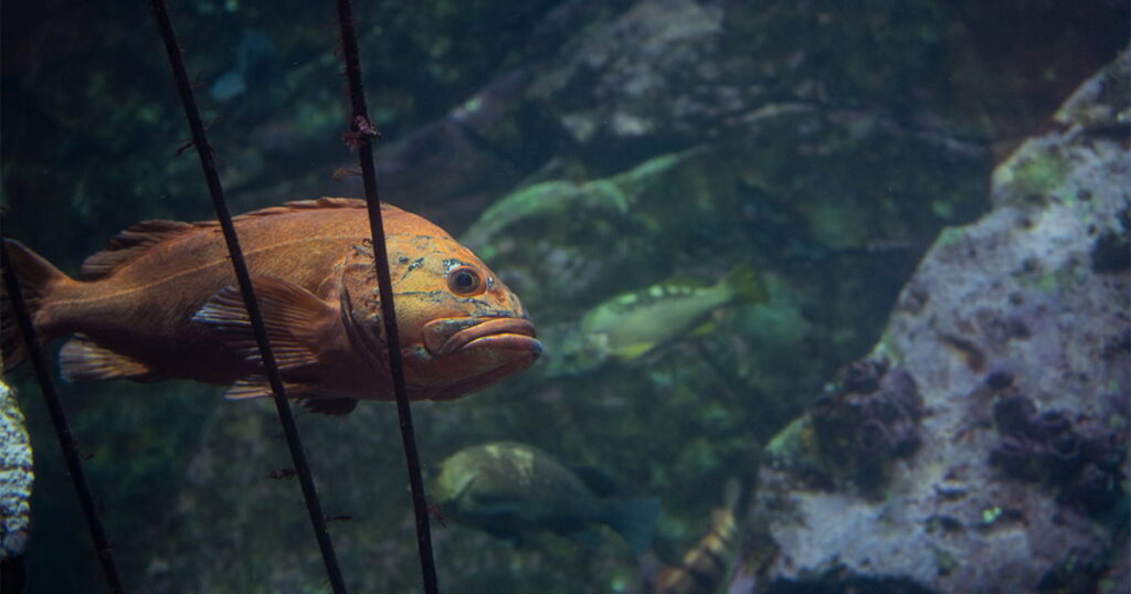 Rockfish They're just like us! Seattle Aquarium