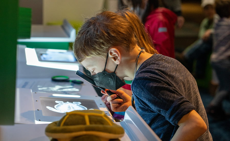 A young boy looks through a magnifying glass at an x-ray of a turtle in Seattle Aquarium's Caring Cove play space.