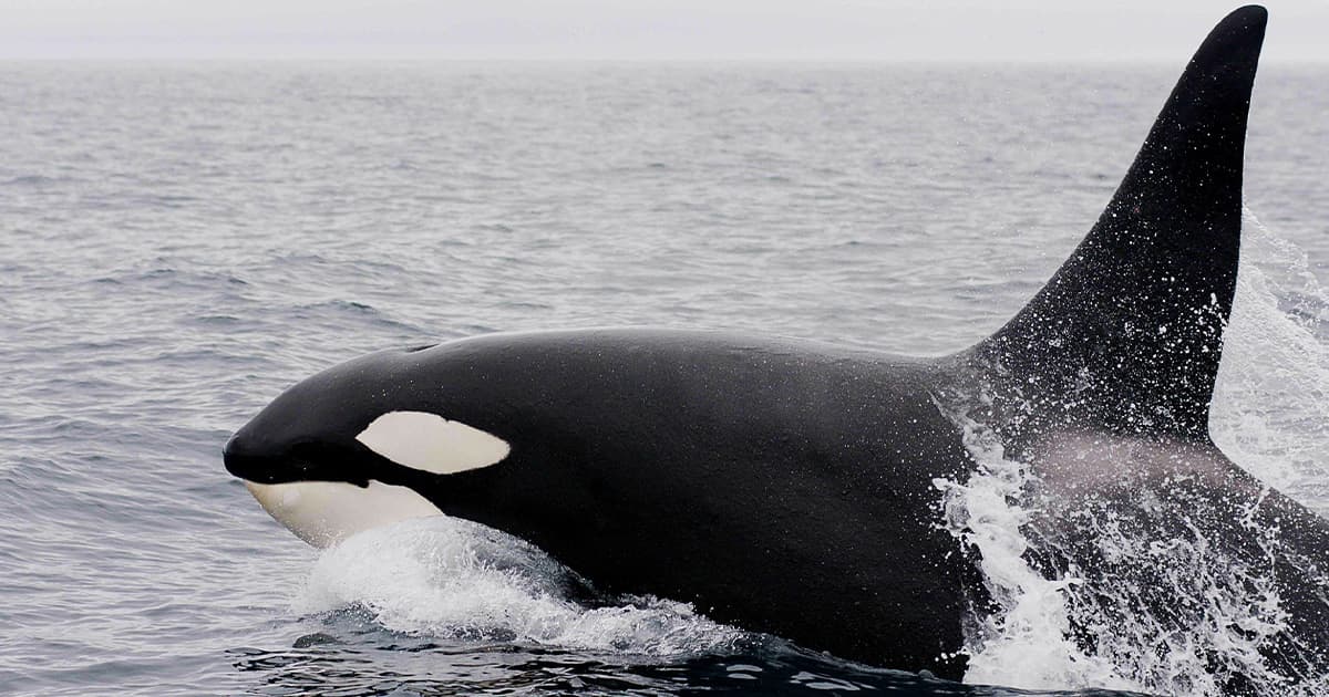 Adult orca whale breaching the surface of the ocean.
