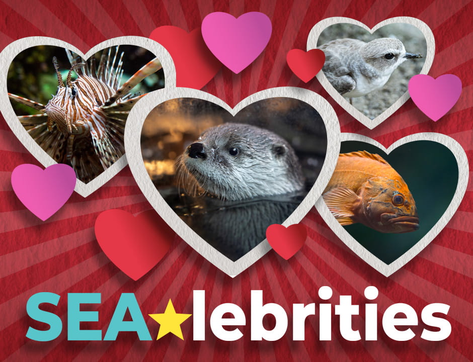Who is your SEAlebrity crush? Take our quiz to find out!