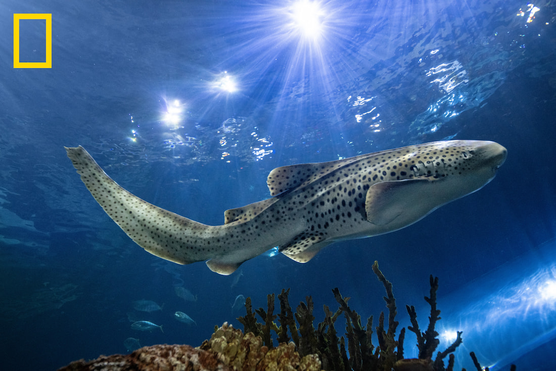 An adult female Indo-Pacific leopard shark swimming in its habitat at Shedd Aquarium in Chicago.