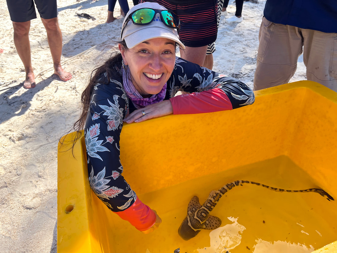 Dr. Erin Meyer kneeling on a beach in front of a large tub which holds a Indo-Pacific leopard shark pup before the pup is released into the wild.