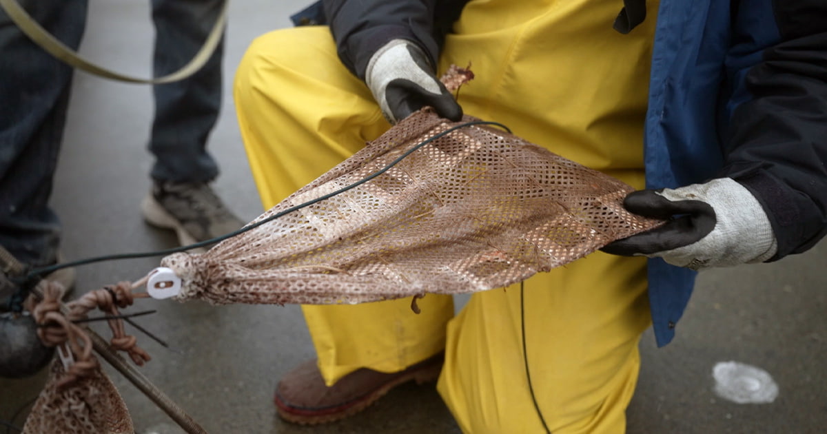 A mesh net bag containing plastic alternatives is examined after being pulled out of the water during a test for the plastic innovation prize.