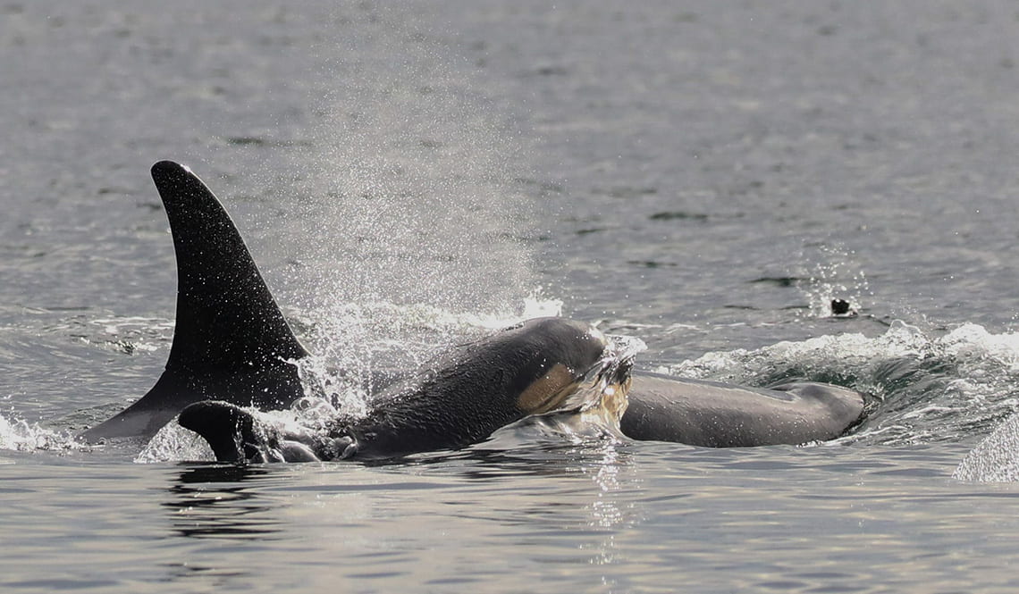 A juvenile orca whale surfacing while swimming alongside its mother.