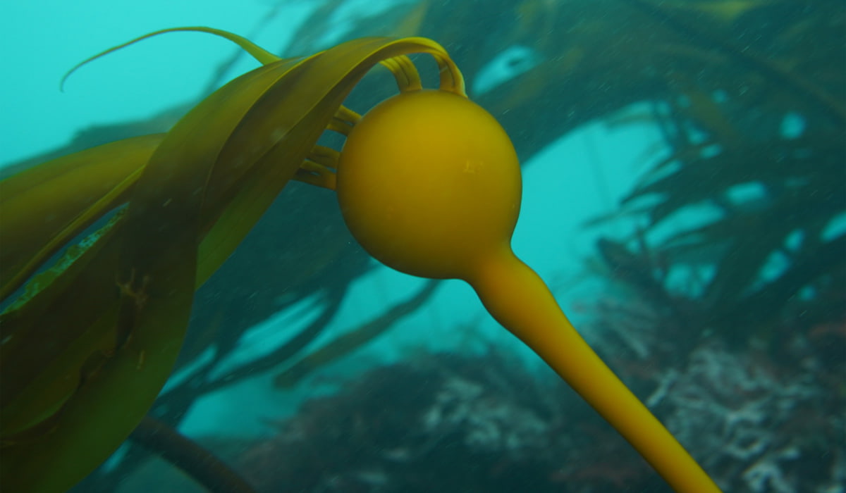 A large bull kelp swaying underwater in the ocean.