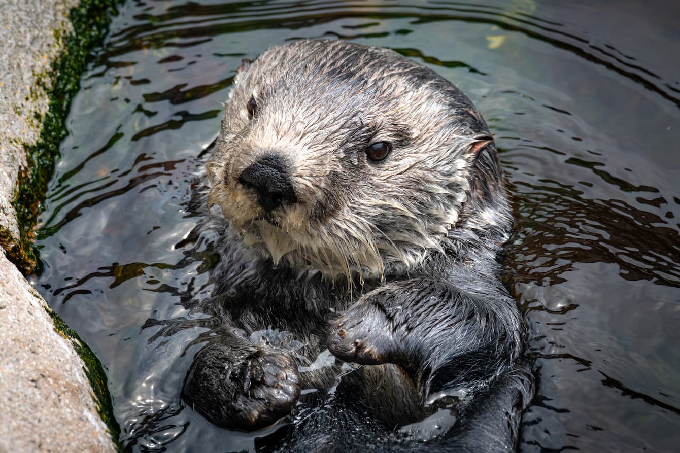 Ruby the sea otter floating on her back.