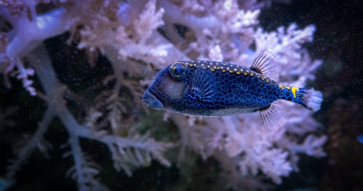 A whitespotted boxfish facing left with coral behind it.