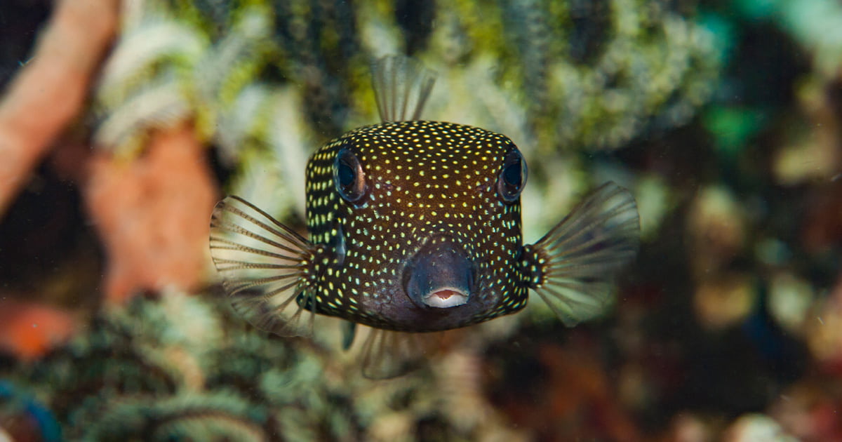A whitespotted boxfish facing the camera.
