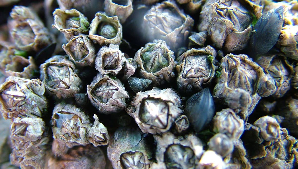 A cluster of gray-brown barnacles interspersed with black spiral-shaped shells and blue clams.