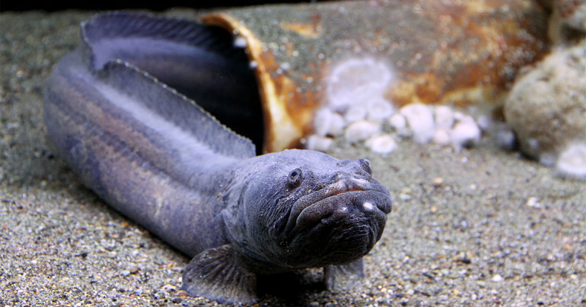 Belle the giant wrymouth looking up from the bottom of her habitat.