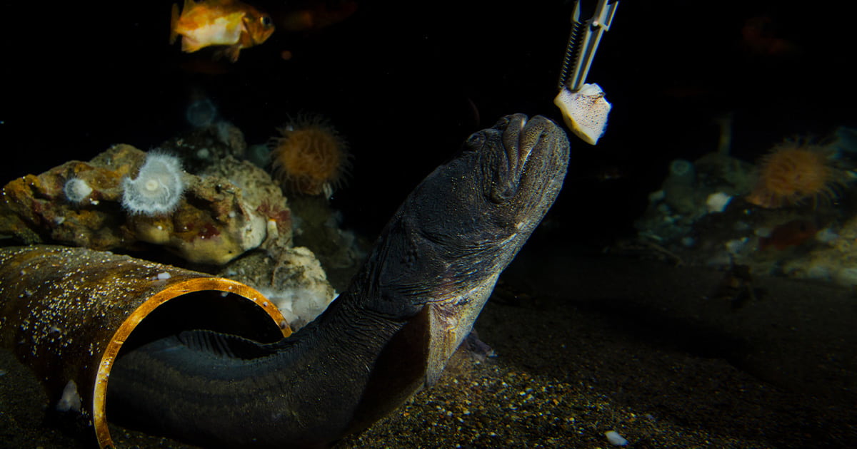 Belle the giant wrymouth emerging from her favorite tube and stretching up towards a piece of food.