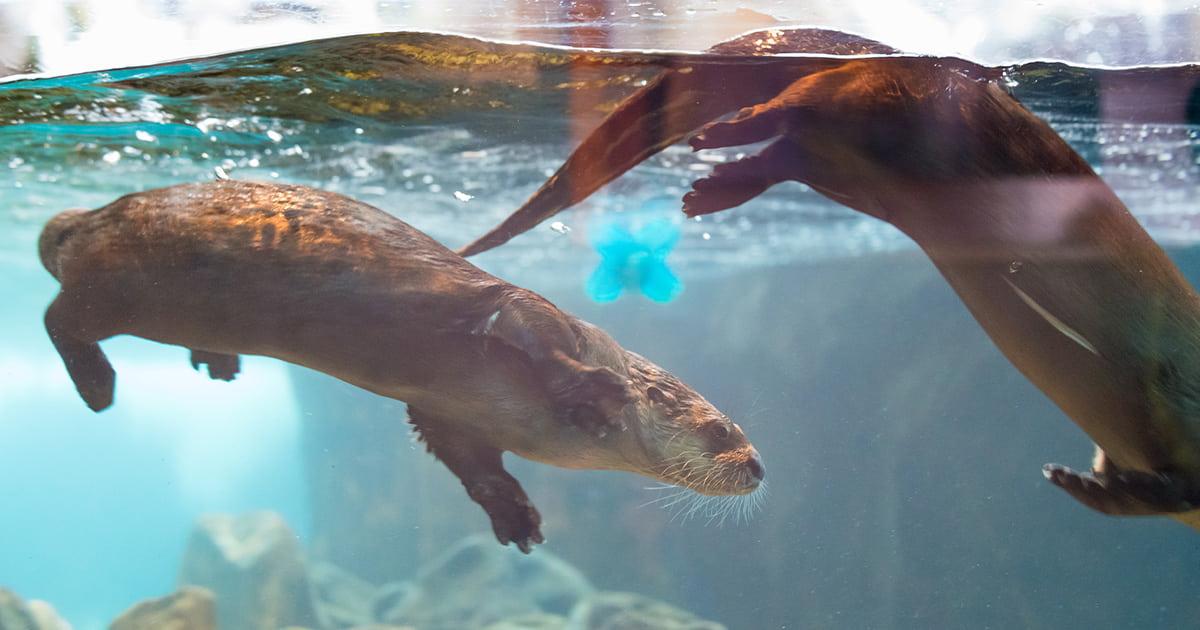 River otters Molalla and Ahanu swimming.