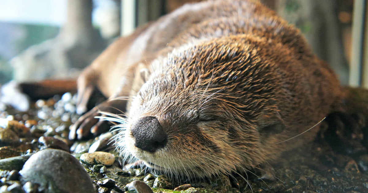 A close-up of a river otter taking a nap.