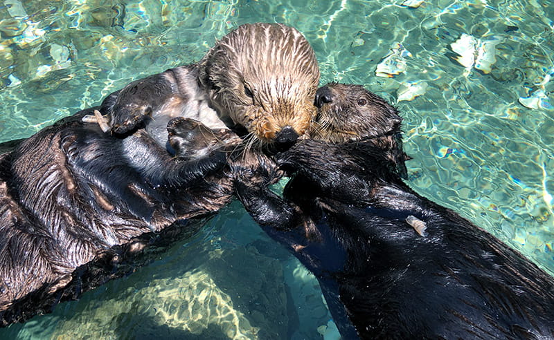 Two sea otters at the Seattle Aquarium floating on the water in their habitat, holding onto each other demonstrating a rafting behavior.