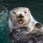 An adult sea otter floating on its back in the water, its head and paws above the water and its mouth open, at the Seattle Aquarium.