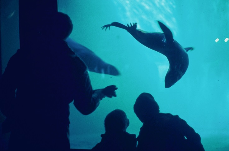 Seattle Aquarium guests viewing fur seals through a window as the fur seals swim underwater in their habitat at the Seattle Aquarium.