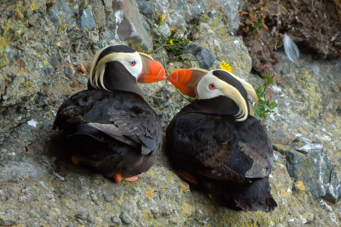Two tufted puffins facing each other and gently pressing their beaks together.