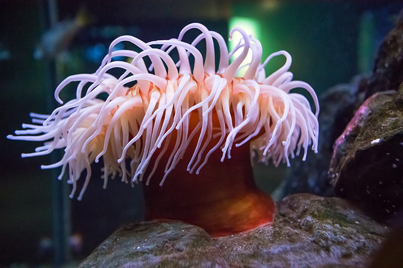 Anemones - Seattle Aquarium