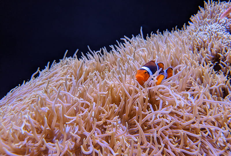 A clownfish hiding within the tentacles of a large anemone.