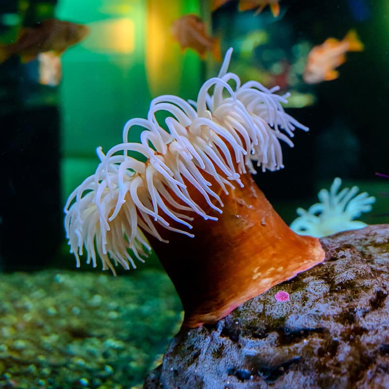 Anemone attached to a rock inside a habitat at the Seattle Aquarium.