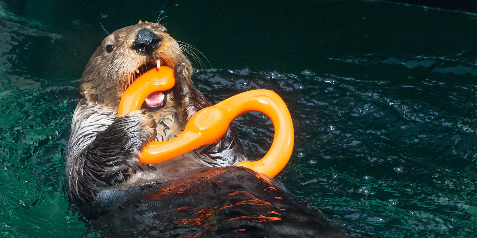 A sea otter at the Seattle Aquarium floating on its back in the sea otter habitat, holding and chewing on a s-shaped curved enrichment toy.