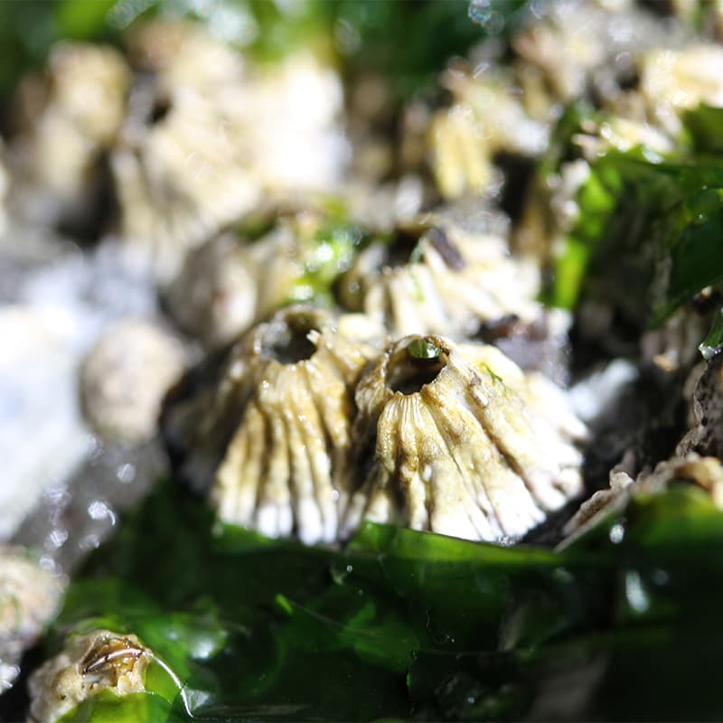 A group of barnacles attached to a rock during low tide.