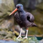 Black oystercatcher standing on a rocky habitat at the Seattle Aquarium.