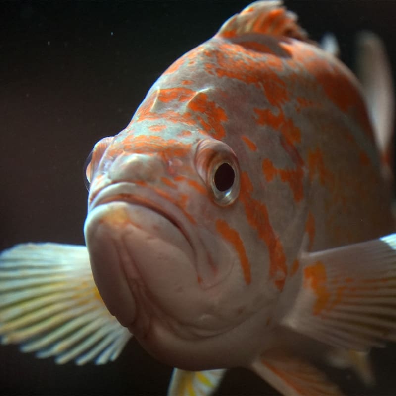 Canary rockfish swimming with its pectoral fins outstretched.