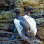 Two common murres standing next to one another inside their habitat at the Seattle Aquarium.
