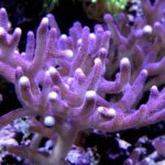 Club finger coral.