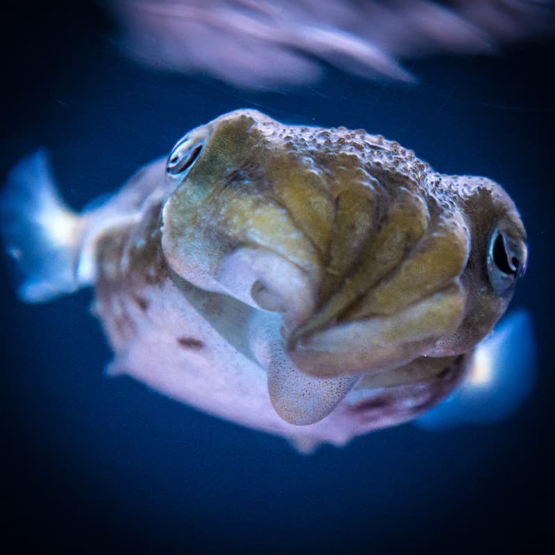 A dwarf cuttlefish swimming in its habitat at the Seattle Aquarium.