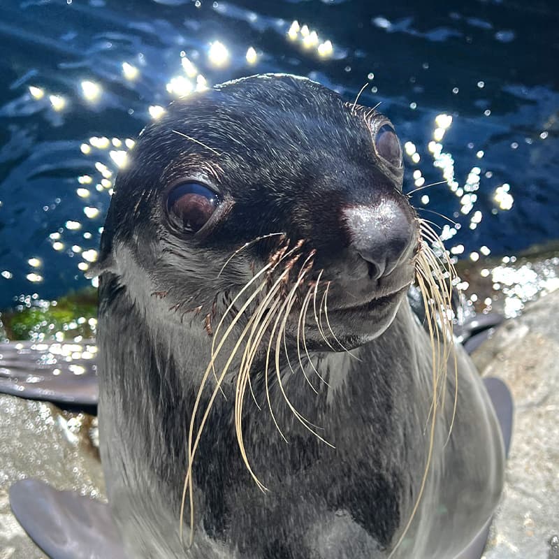 Adult fur seal sitting up on a rocky portion of its habitat at the Seattle Aquarium.