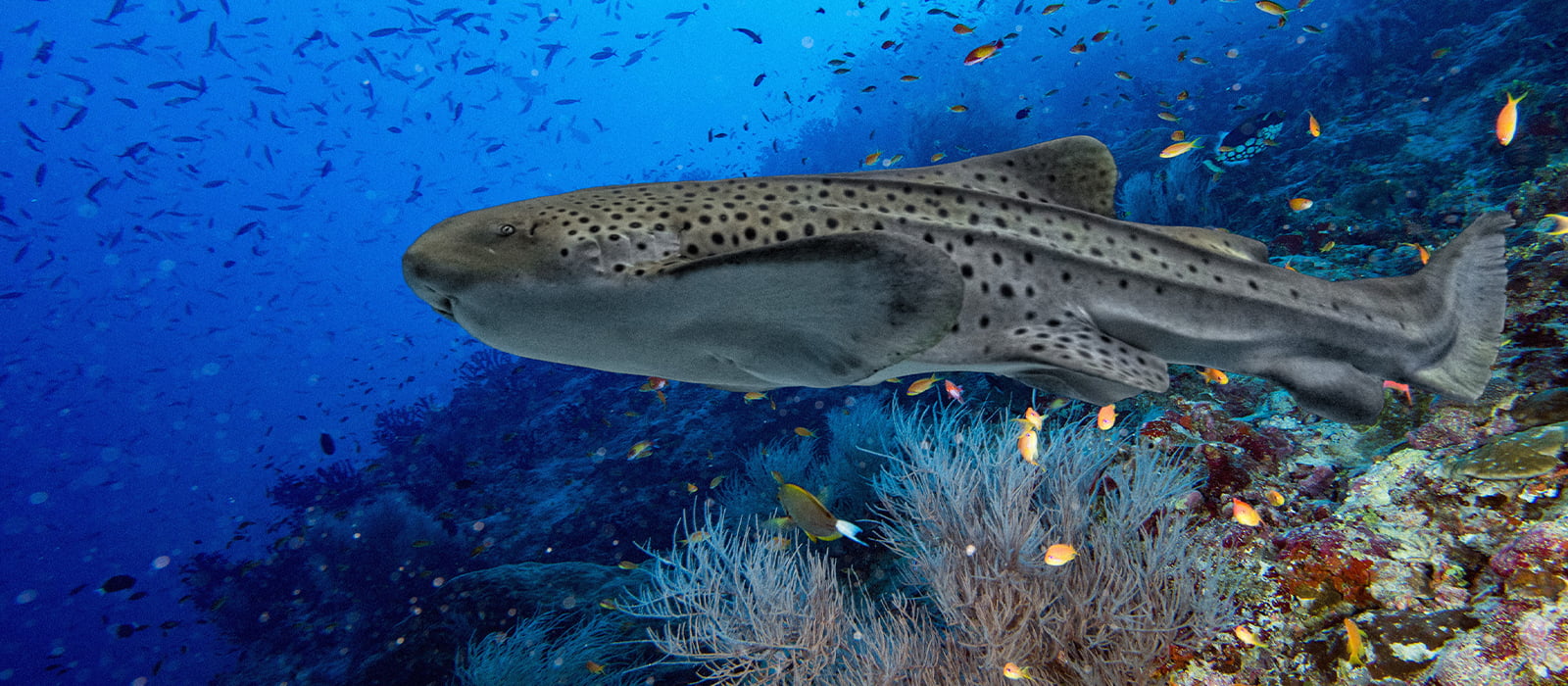 Indo-Pacific Leopard Shark