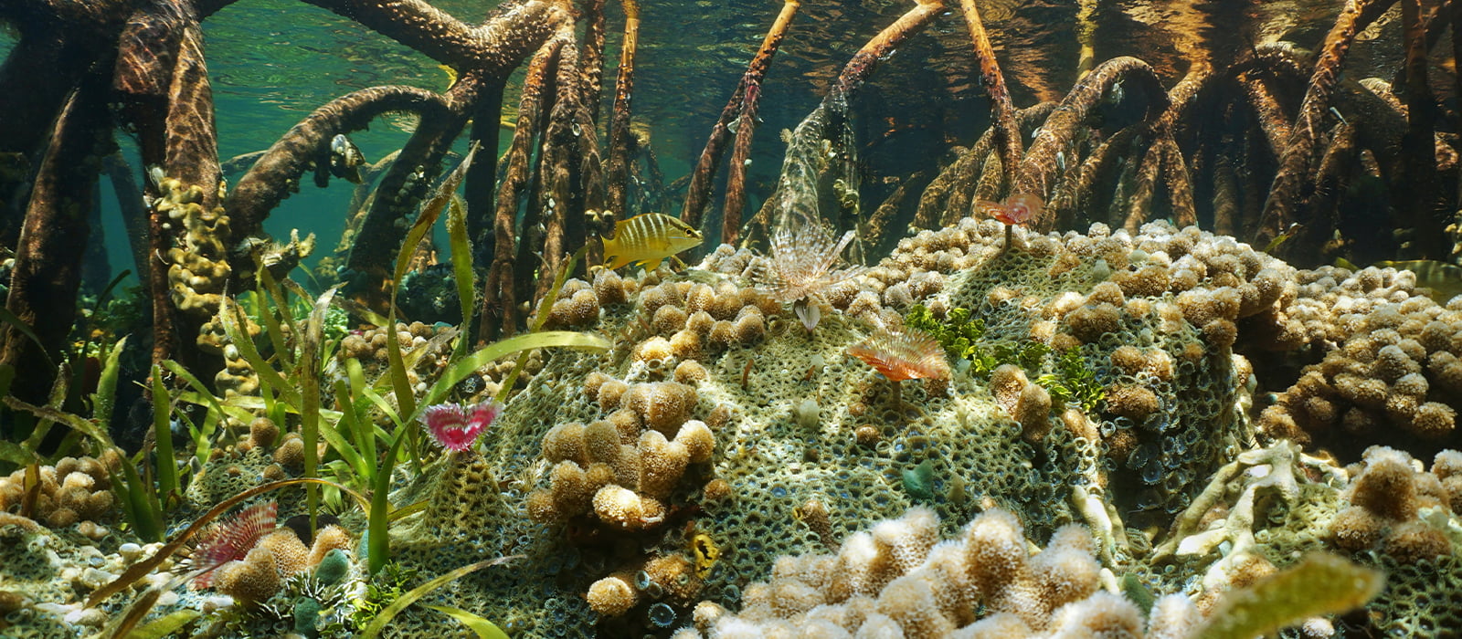 Mangrove Habitat